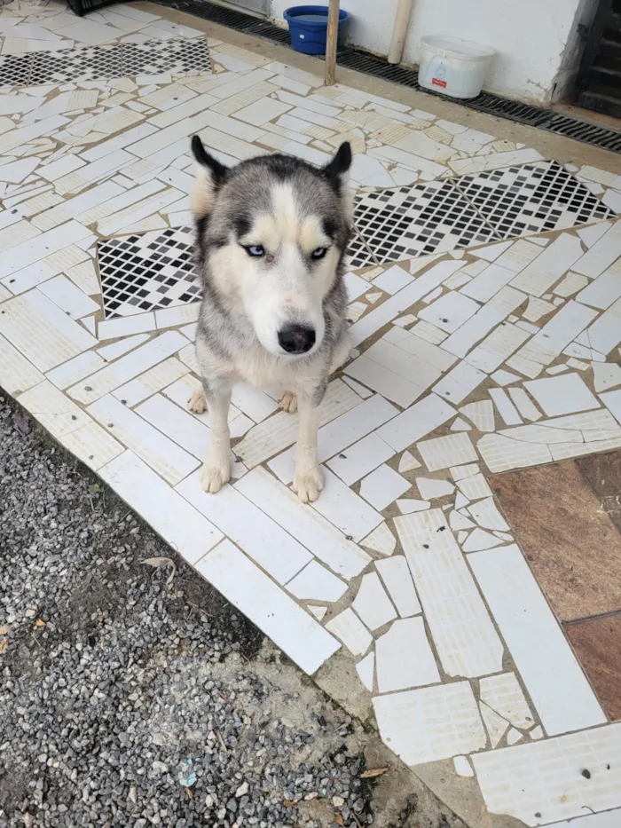 Cachorro ra a Husky Siberiano idade 1 ano nome Sol