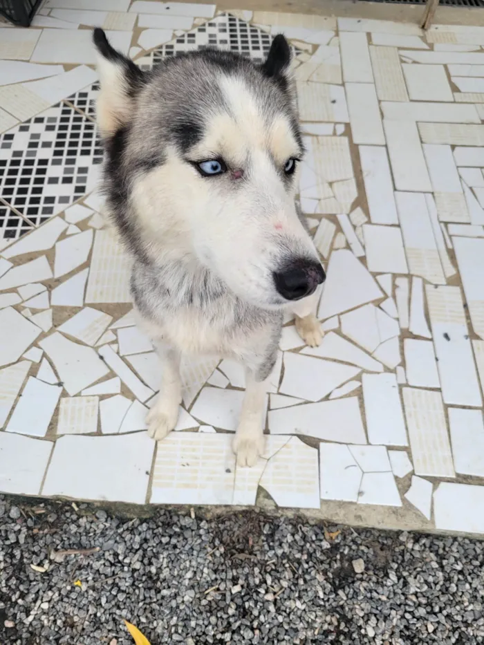 Cachorro ra a Husky Siberiano idade 1 ano nome Sol