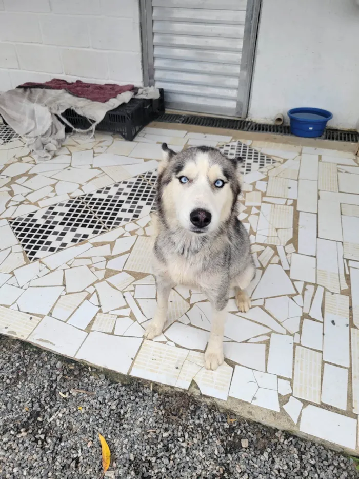 Cachorro ra a Husky Siberiano idade 1 ano nome Sol