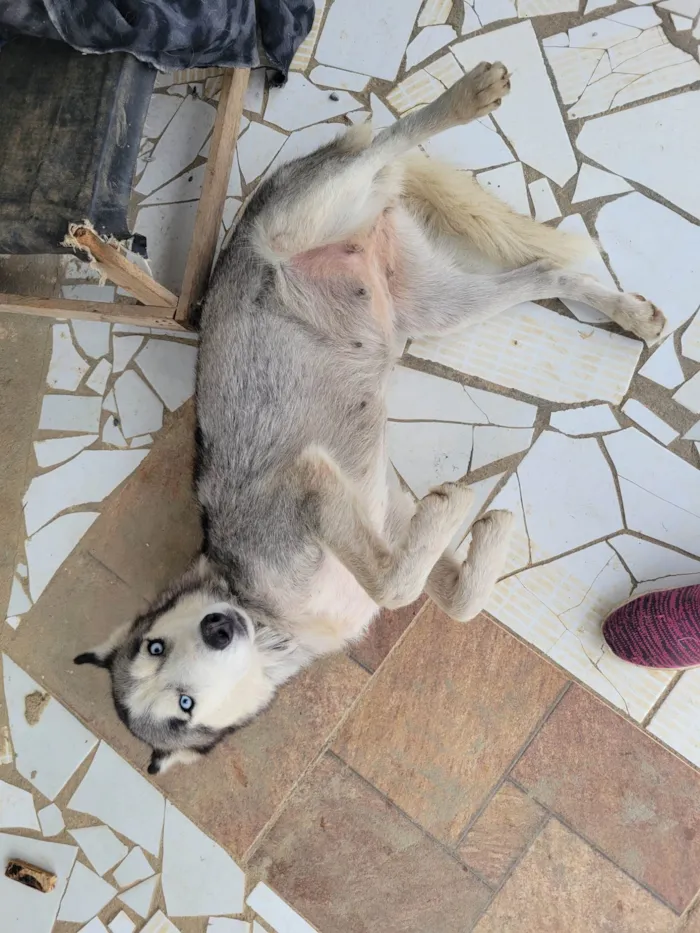 Cachorro ra a Husky Siberiano idade 1 ano nome Sol