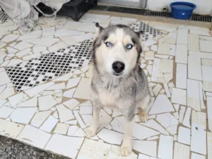 Cachorro raça Husky Siberiano idade 1 ano nome Sol