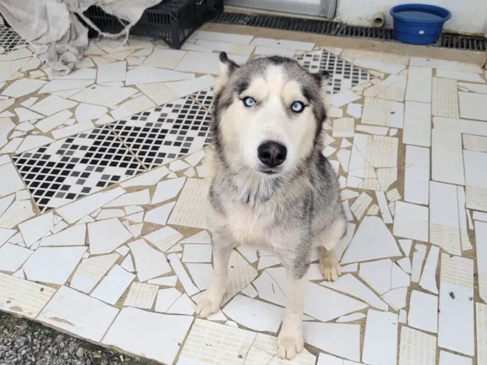 Cachorro ra a Husky Siberiano idade 1 ano nome Sol