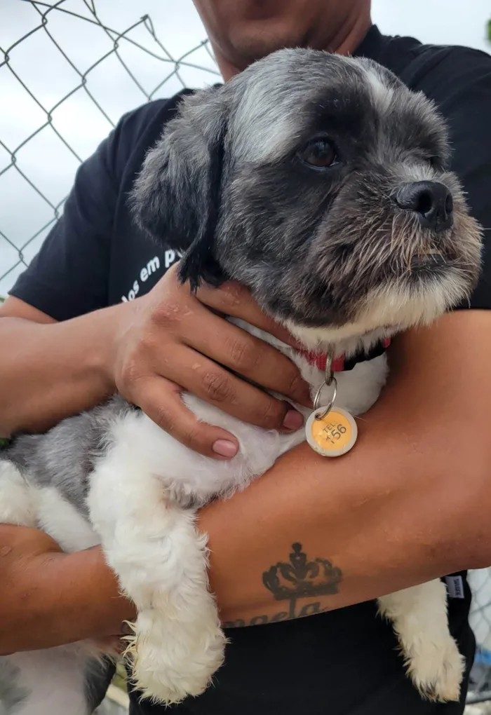 Cachorro ra a Shitzu idade 1 ano nome LEOPOLDO