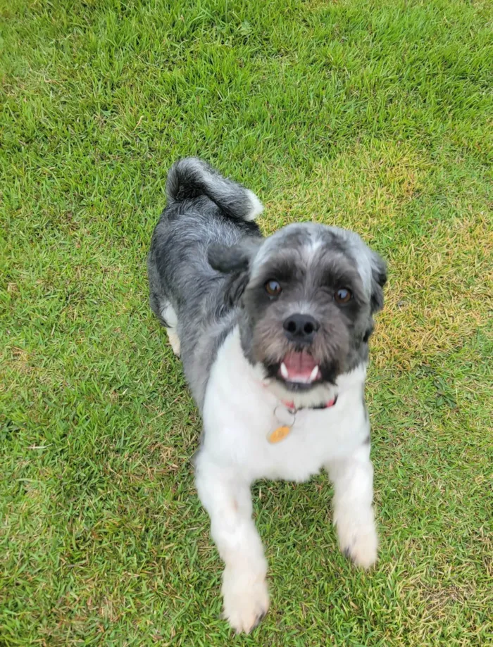 Cachorro ra a Shitzu idade 1 ano nome LEOPOLDO