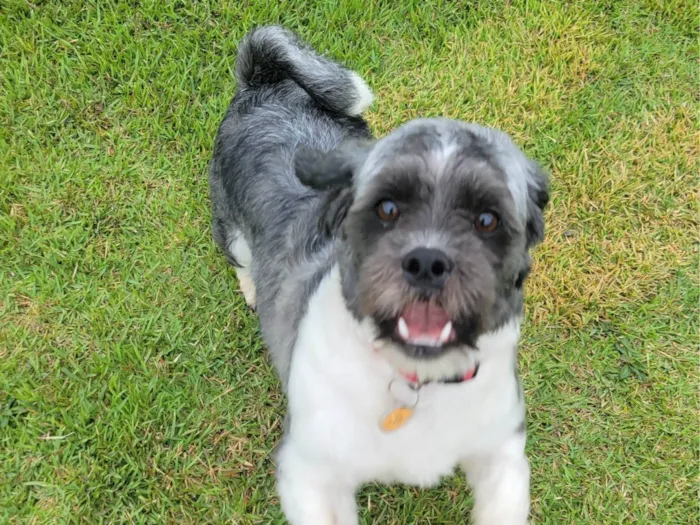 Cachorro ra a Shitzu idade 1 ano nome LEOPOLDO