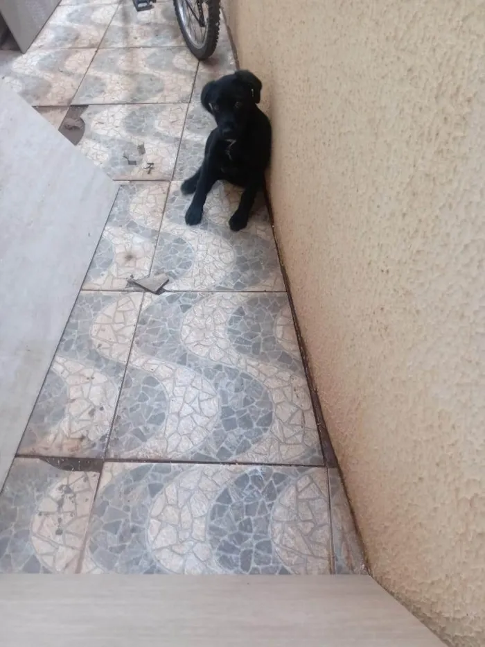 Cachorro ra a SRD-ViraLata idade 2 a 6 meses nome Thor 