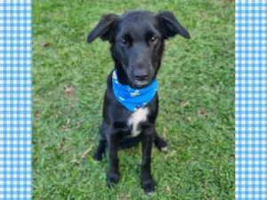 Cachorro raça SRD-ViraLata idade 7 a 11 meses nome ANTHONY 