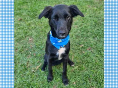 Cachorro raça SRD-ViraLata idade 1 ano nome ANTHONY 