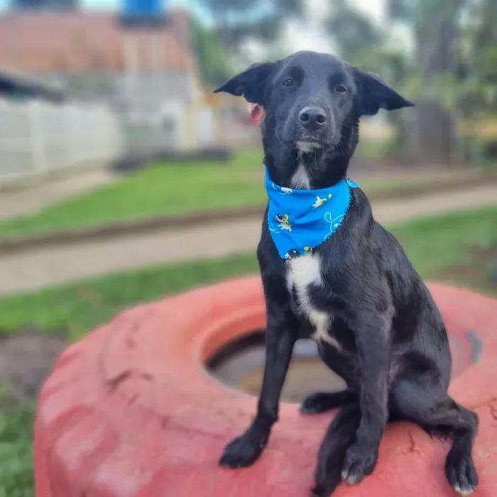 Cachorro ra a SRD-ViraLata idade 7 a 11 meses nome ANTHONY 