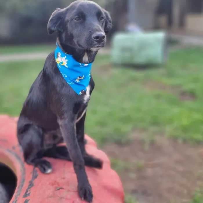 Cachorro ra a SRD-ViraLata idade 7 a 11 meses nome ANTHONY 