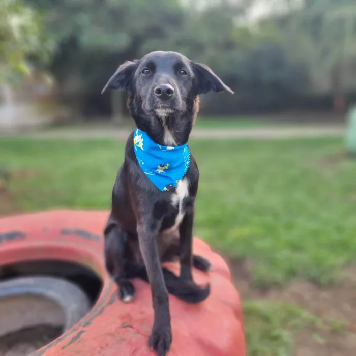 Cachorro ra a SRD-ViraLata idade 7 a 11 meses nome ANTHONY 