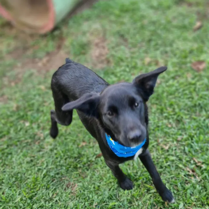 Cachorro ra a SRD-ViraLata idade 7 a 11 meses nome ANTHONY 