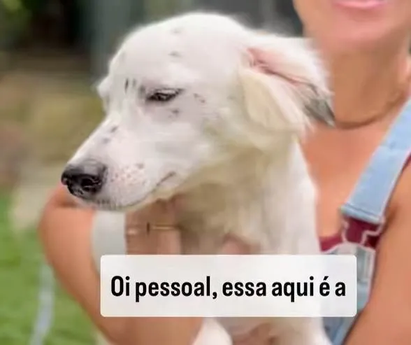 Cachorro ra a SRD-ViraLata idade 2 anos nome Pink