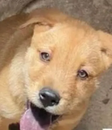 Cachorro ra a SRD-ViraLata idade 2 a 6 meses nome Marley 