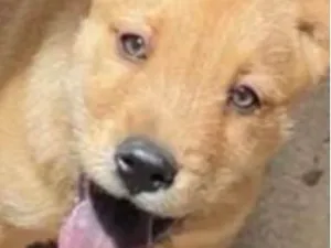 Cachorro raça SRD-ViraLata idade 2 a 6 meses nome Marley 