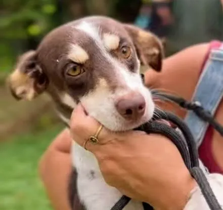 Cachorro ra a SRD-ViraLata idade 2 anos nome Red