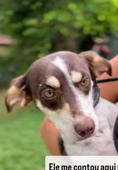 Cachorro ra a SRD-ViraLata idade 2 anos nome Red