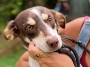 Cachorro raça SRD-ViraLata idade 2 anos nome Red