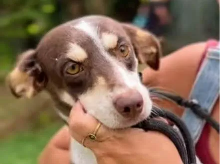 Cachorro ra a SRD-ViraLata idade 2 anos nome Red