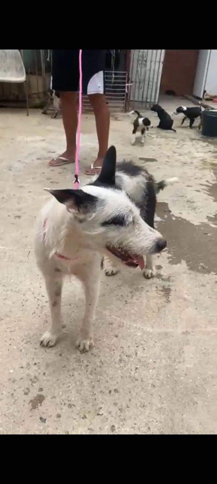 Cachorro ra a SRD-ViraLata idade 2 anos nome Guta