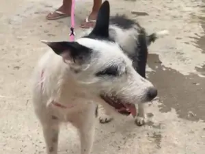 Cachorro raça SRD-ViraLata idade 2 anos nome Guta