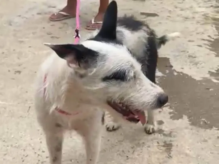 Cachorro ra a SRD-ViraLata idade 2 anos nome Guta