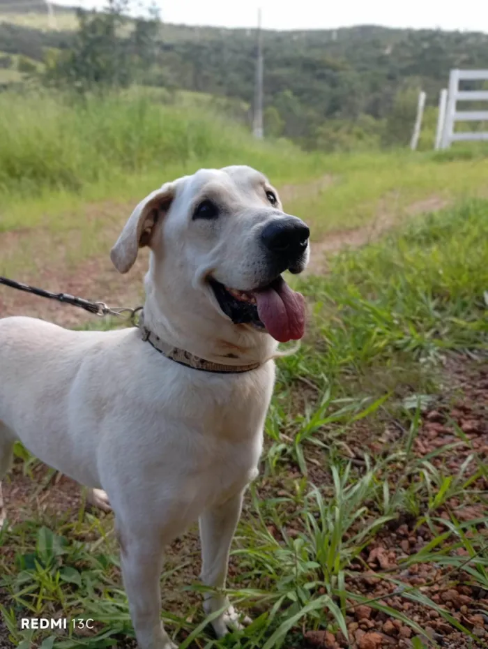 Cachorro ra a SRD-ViraLata idade 2 anos nome Tadeu