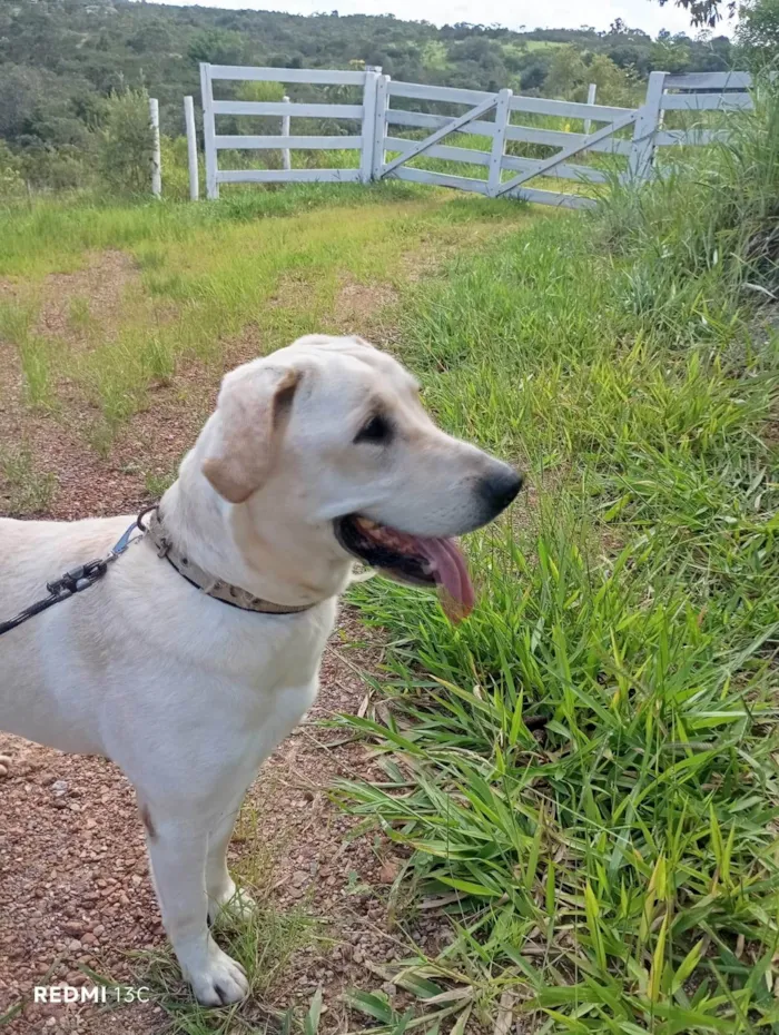 Cachorro ra a SRD-ViraLata idade 2 anos nome Tadeu