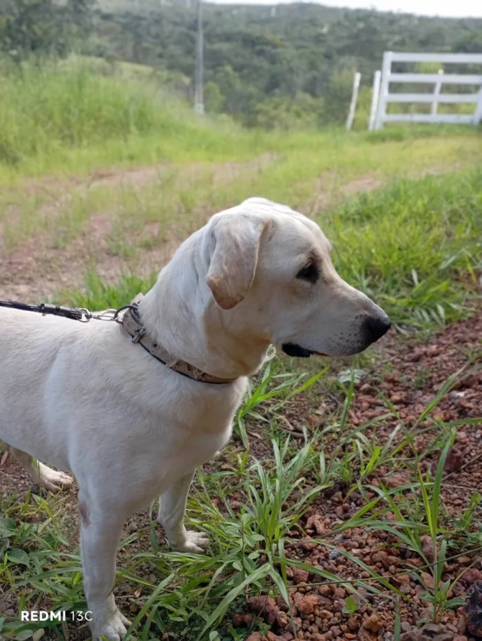 Cachorro ra a SRD-ViraLata idade 2 anos nome Tadeu