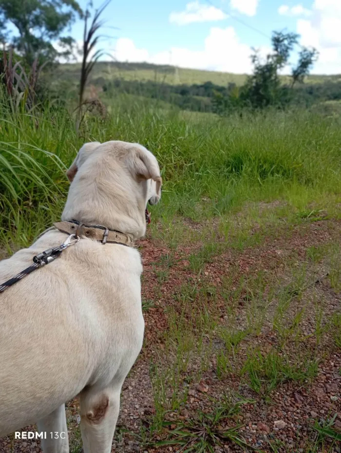 Cachorro ra a SRD-ViraLata idade 2 anos nome Tadeu