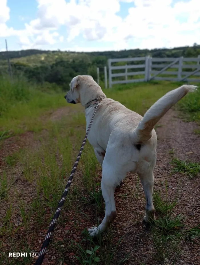 Cachorro ra a SRD-ViraLata idade 2 anos nome Tadeu