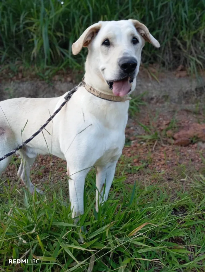 Cachorro ra a SRD-ViraLata idade 2 anos nome Tadeu