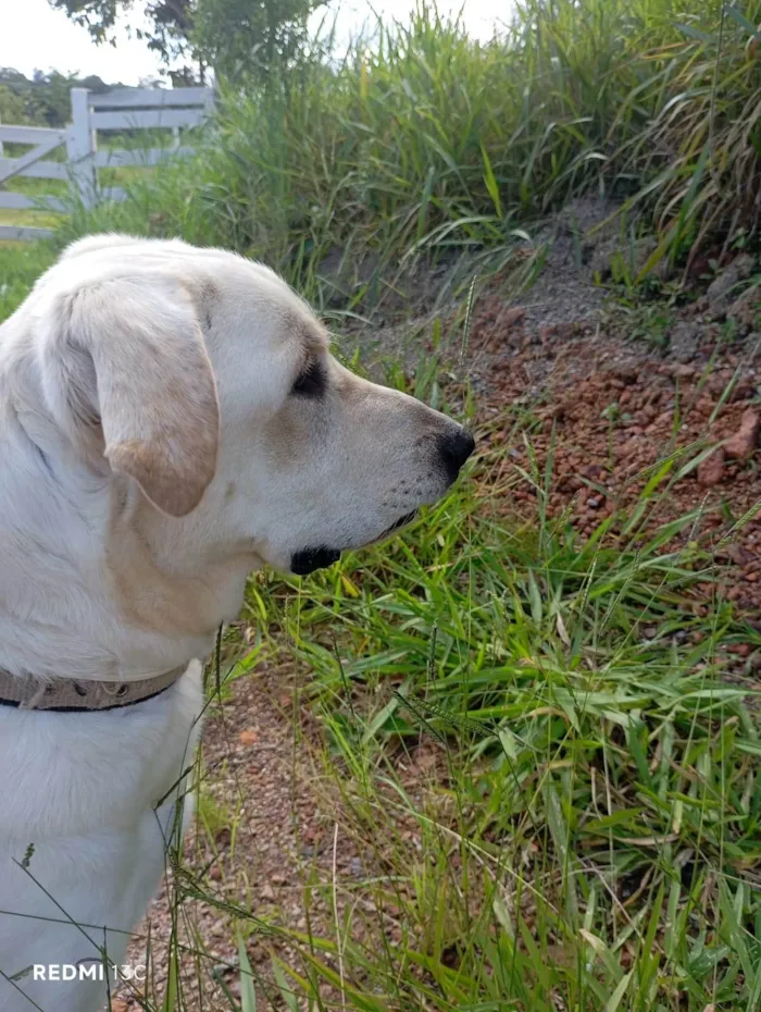 Cachorro ra a SRD-ViraLata idade 2 anos nome Tadeu