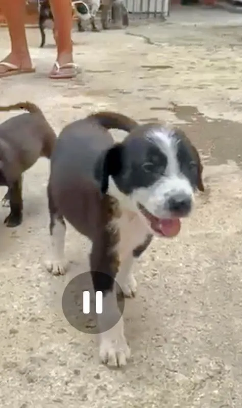 Cachorro ra a SRD-ViraLata idade 2 a 6 meses nome Filó