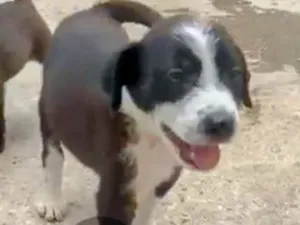 Cachorro raça SRD-ViraLata idade 2 a 6 meses nome Filó