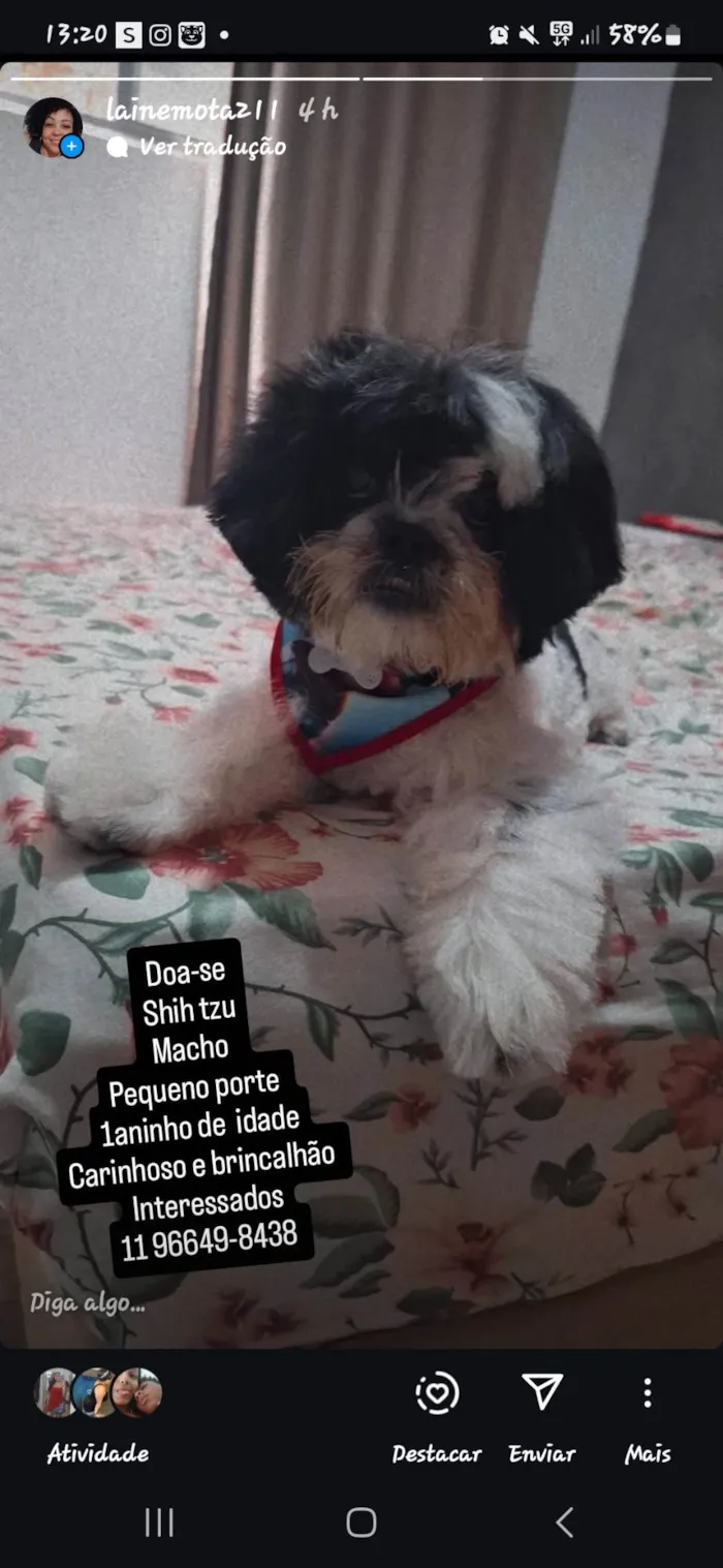 Cachorro ra a Shitzu idade 1 ano nome Django 