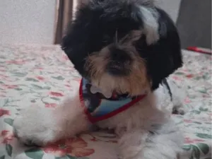 Cachorro raça Shitzu idade 1 ano nome Django 