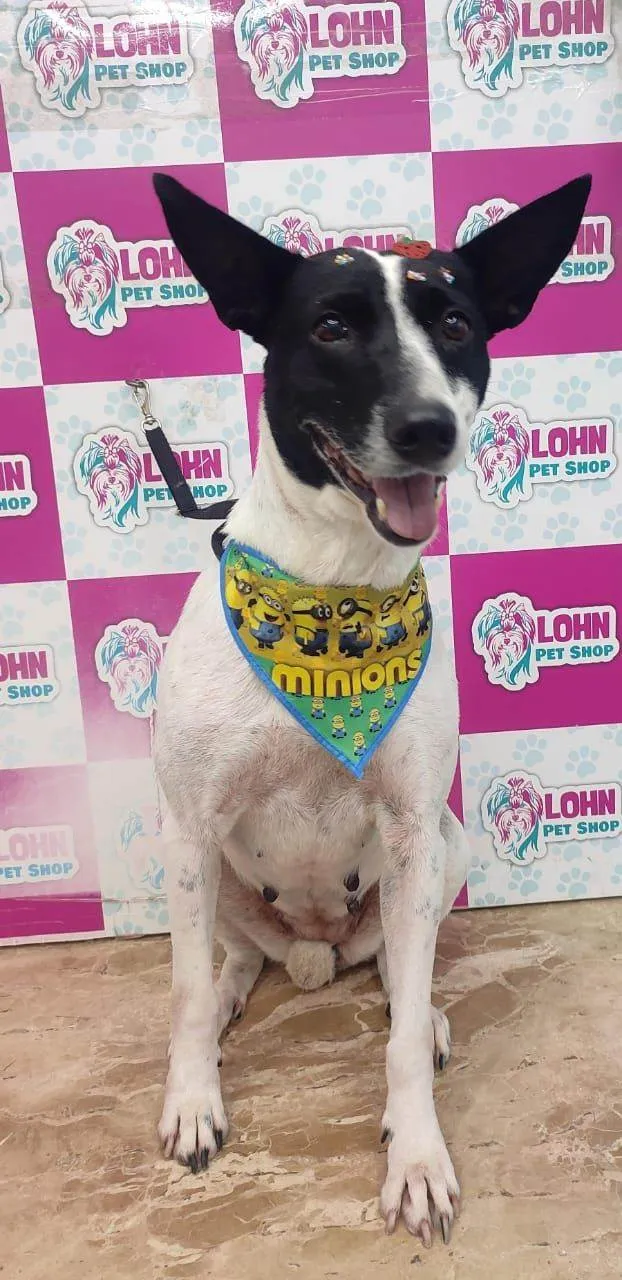 Cachorro ra a SRD-ViraLata idade 2 anos nome Lolita