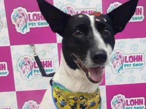 Cachorro raça SRD-ViraLata idade 2 anos nome Lolita