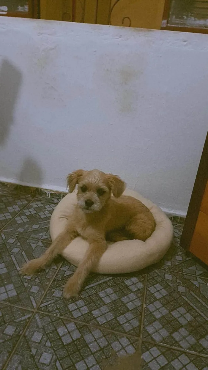 Cachorro ra a Shitzu idade 7 a 11 meses nome Bob