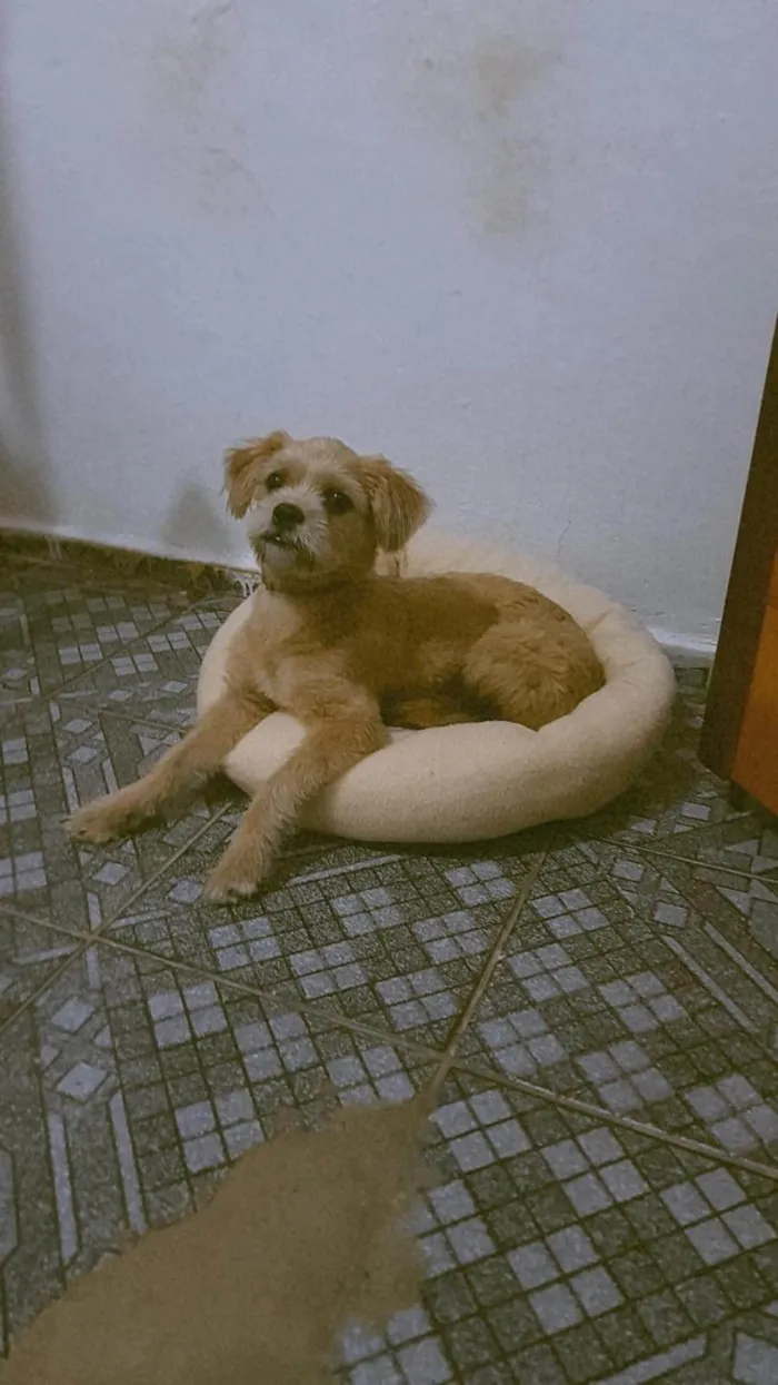 Cachorro ra a Shitzu idade 7 a 11 meses nome Bob