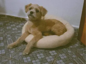 Cachorro raça Shitzu idade 7 a 11 meses nome Bob