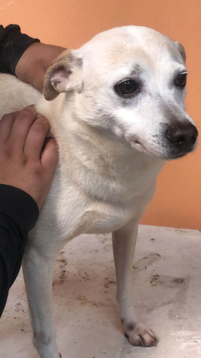 Cachorro ra a SRD-ViraLata idade 4 anos nome Kiko