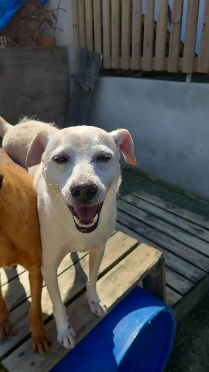 Cachorro ra a SRD-ViraLata idade 4 anos nome Kiko