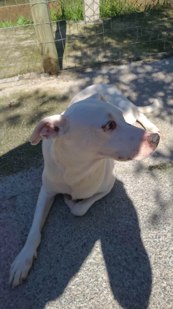 Cachorro ra a SRD-ViraLata idade 4 anos nome Kiko