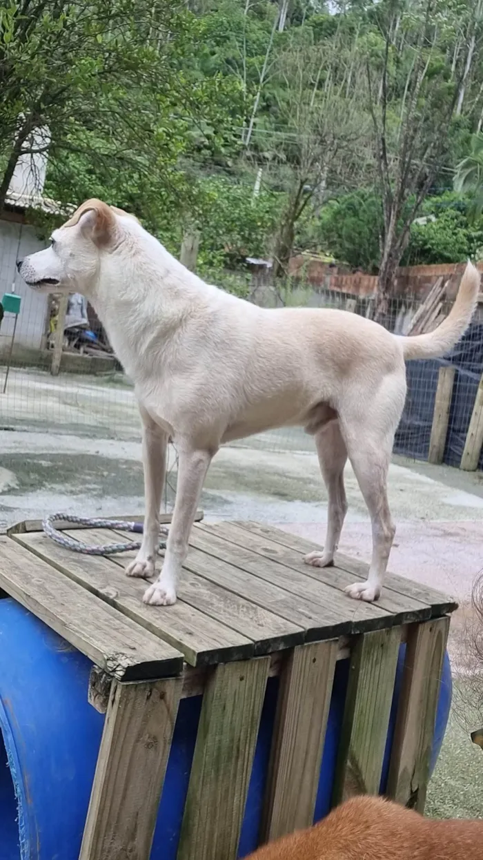 Cachorro ra a SRD-ViraLata idade 4 anos nome Kiko