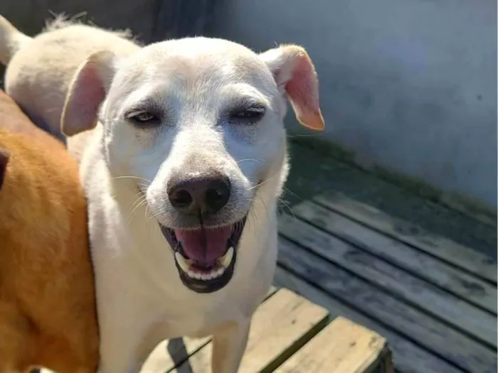 Cachorro ra a SRD-ViraLata idade 4 anos nome Kiko