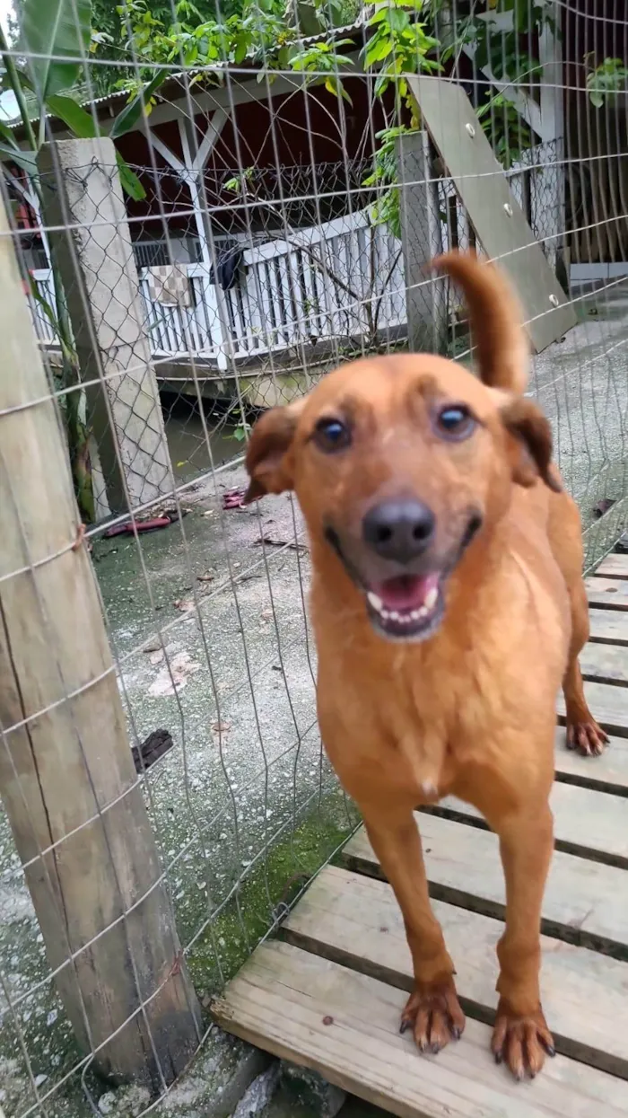 Cachorro ra a SRD-ViraLata idade 5 anos nome Bob