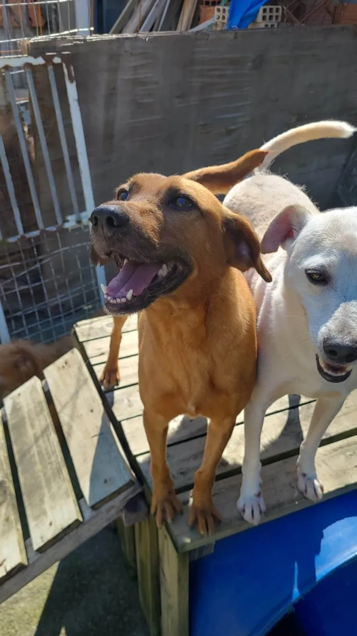 Cachorro ra a SRD-ViraLata idade 5 anos nome Bob