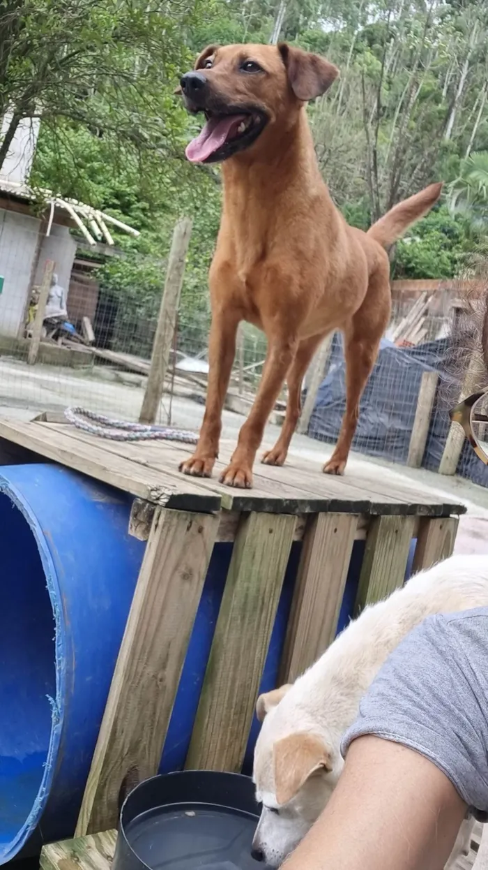 Cachorro ra a SRD-ViraLata idade 5 anos nome Bob